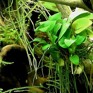 anubias-barteri-var-nana-bonsai01