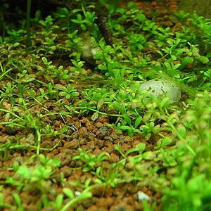 Hemianthus-callitrichoides-cuba