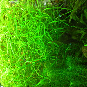 DSCN0247