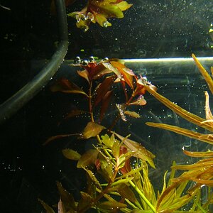 Lud.repens