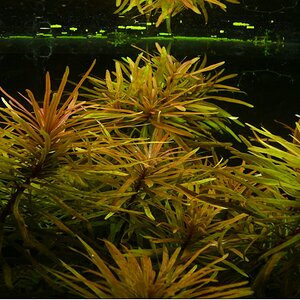 Ludwigia Cuba