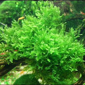 Lophocolea1s