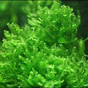 Lophocolea2s