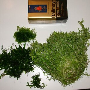 Rotala