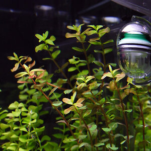 Rotala2