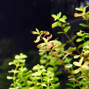 Rotala1