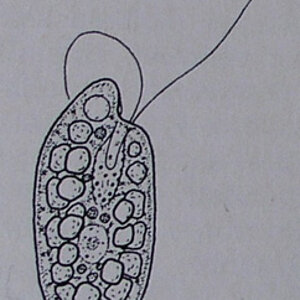Bogengeißelflagellat