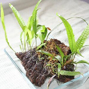 Pflanzen3