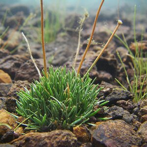 Eriocaulon Matano