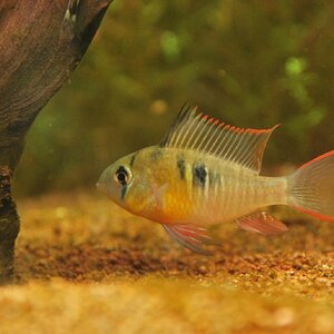 2013 06 25 1 Mikrogeophagus