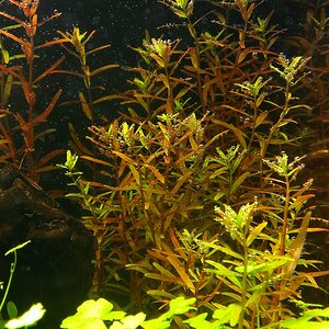 14.07.2013 Rotala Stecklinge