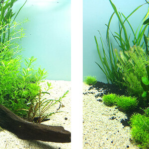 Rotala sp green und Vietnam