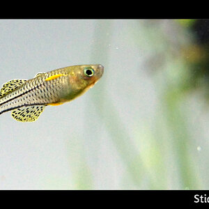 Pseudomugil Gertrudae „Yellow-wing“