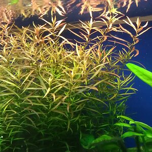 Ludwigia