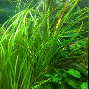 Cyperus helferi