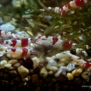 Caridina cf cantonensis K2-K10 006