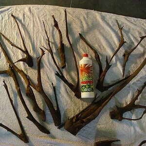 Borneo Wild Driftwood 002 %28800 x 600%29
