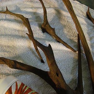 Borneo Wild Driftwood 004 %28800 x 600%29