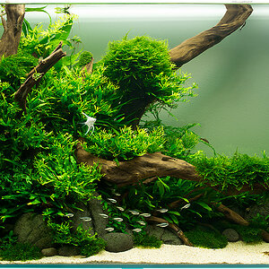 Aquarium small