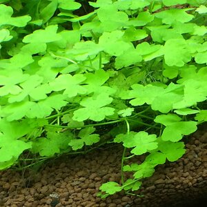 Hydrocotyle