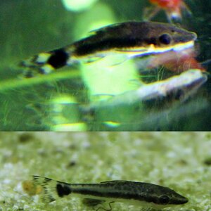 Amanos und Otos