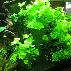 Aquarium 20140307 (4)
