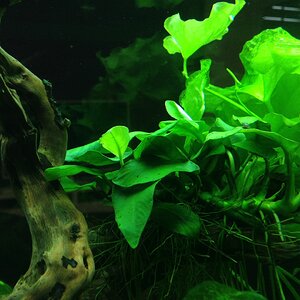 Aquarium 20140307 (5)