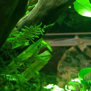 Aquarium 20140307 (6)