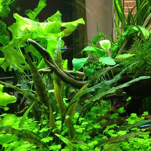 Aquarium 20140329 (2)