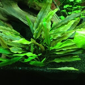 Aquarium 20140423 (6)