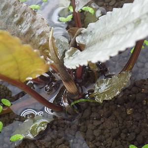 Cryptocoryne sp.