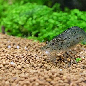 Caridina multidentata