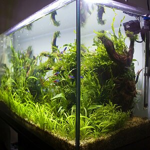 flowgrow3
