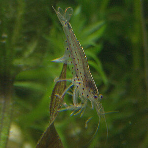 Caridina japonica