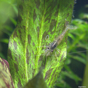 Caridina japonica