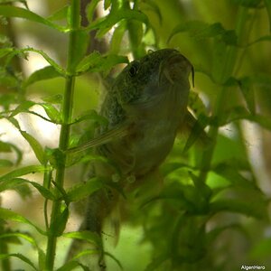 Corydoras paleatus