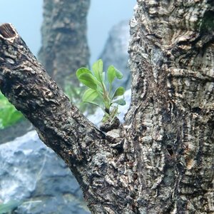 Bucephalandra animus