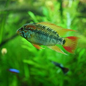 Apistogramma Macmasterii