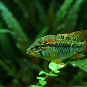 Apistogramma Macmasterii