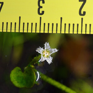 3 nymphoides sp lymnocharus flower