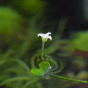 nymphoides sp lymnocharus flower