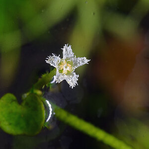 2 nymphoides sp lymnocharus flower