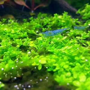 Blue Jelly 1