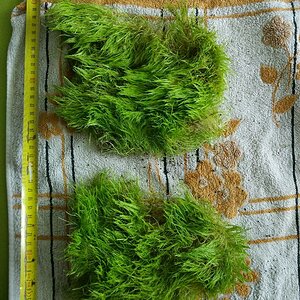 Utricularia graminifolia001