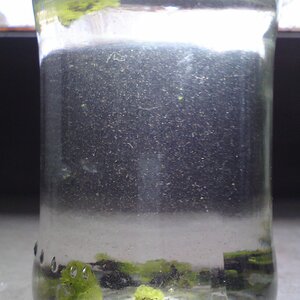 Marchantia polymorpha submers Test nach drei Wochen immer noch grün