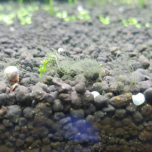 Bartalgen-Soil