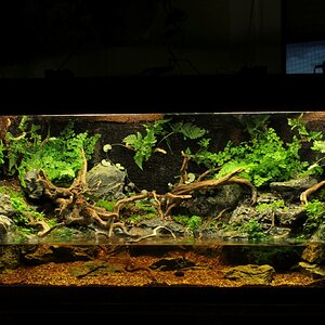 Paludarium