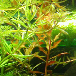 Wuchsveränderung "limnophila Sessiliflora"?