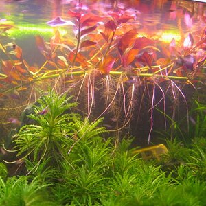 Ludwigia Repens