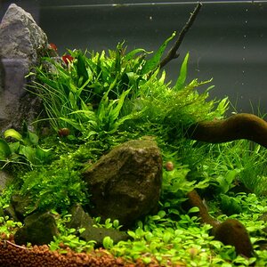 Ada60 - Tag - 24#5